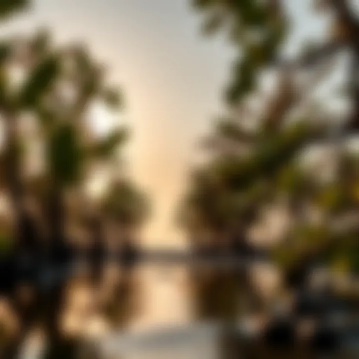 Magnificent The Significance of Mangrove Ecosystems in Environmental Sustainability